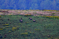 2023-09-25 Elk Hunt