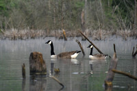 Geese of The Giving Pond