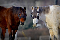 2025-02-08 Alexandria Horses